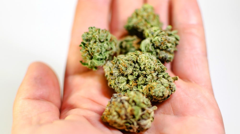 El cannabis de calidad media puede presentar apariencias muy diversas. Se tiene que valorar no sólo por el aspecto sino también la textura, el aroma y los efectos.