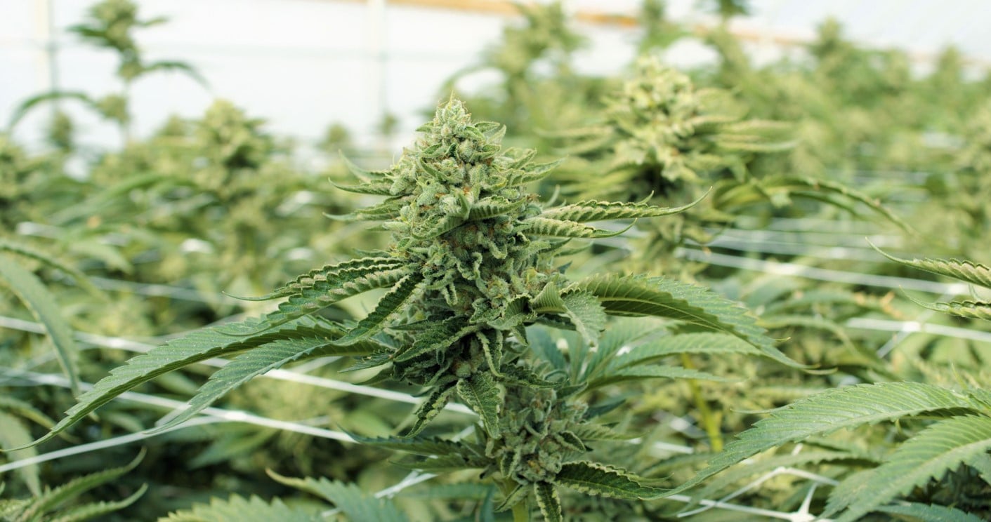 Pesticidas en el Cannabis
