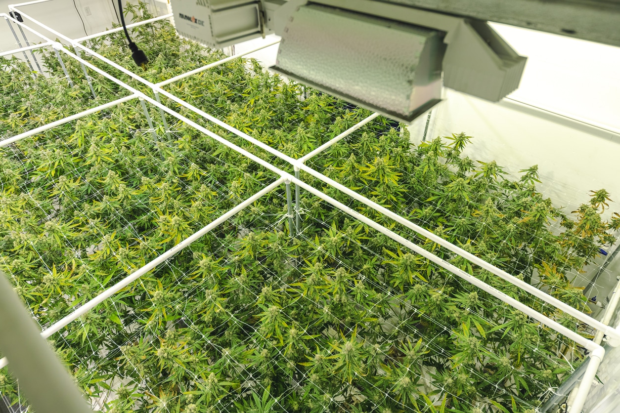 Buenas Prácticas de Fabricación GMP del Cultivo de Cannabis