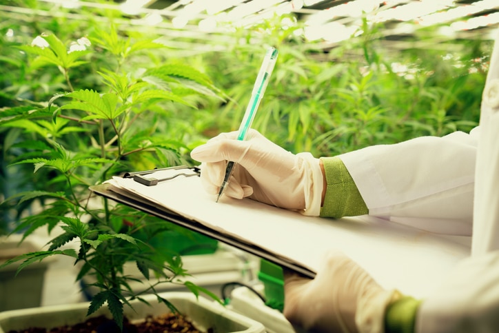 Personal del cultivo de cannabis GMP: La higiene y el uso de EPP garantizan la seguridad y calidad del producto final.