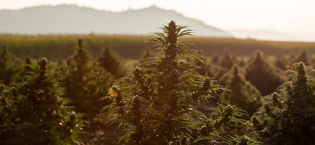 Emerald Triangle es una región de California famosa por sus cultivos 