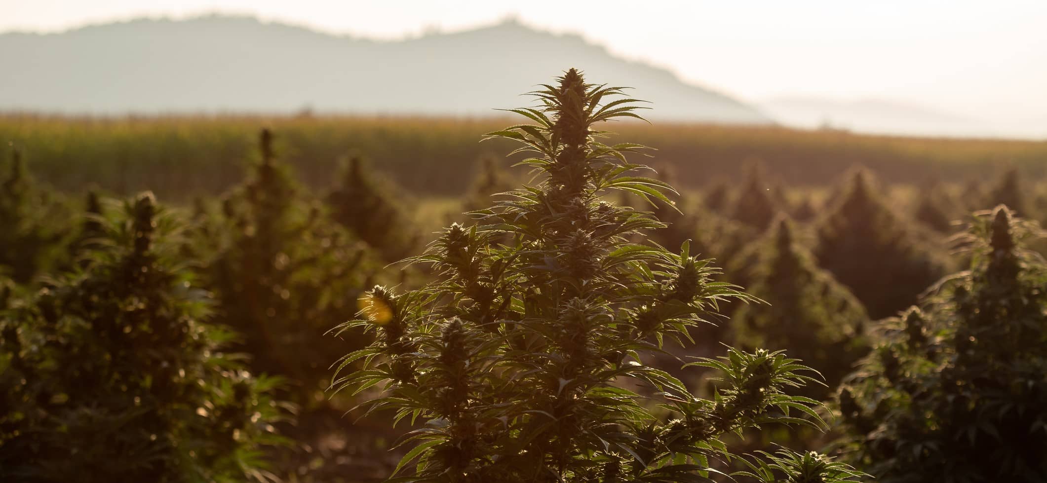 Emerald Triangle: El corazón del cannabis en California