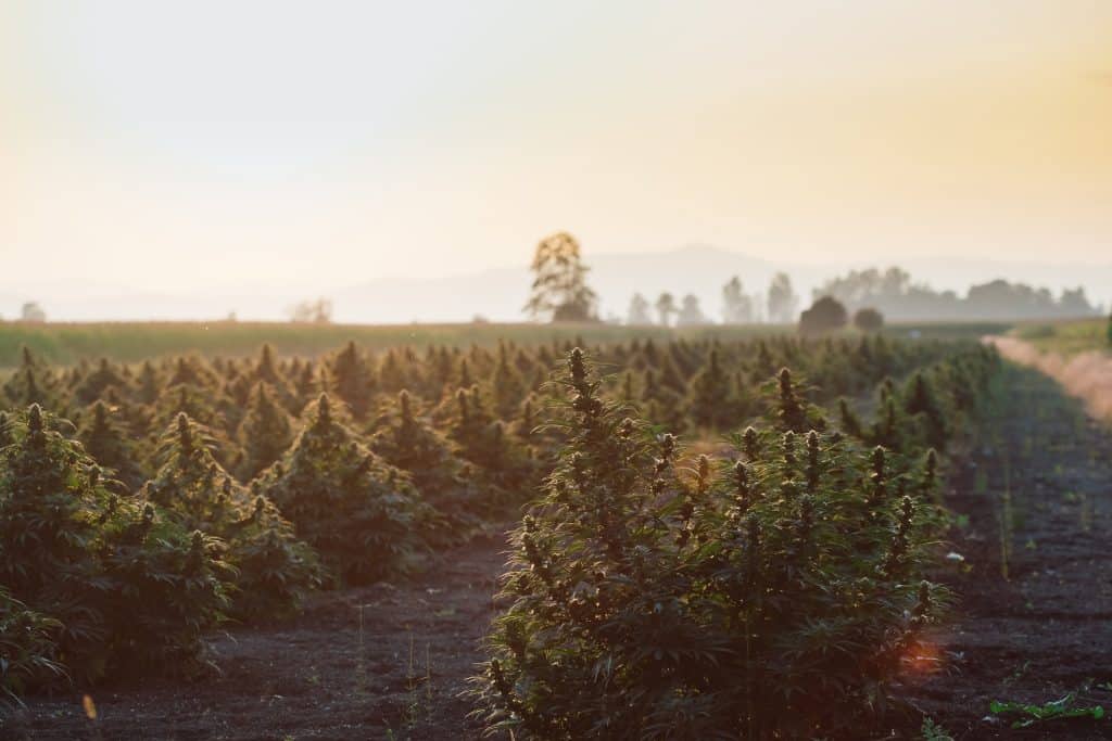 Emerald Triangle es una región de California famosa por sus cultivos