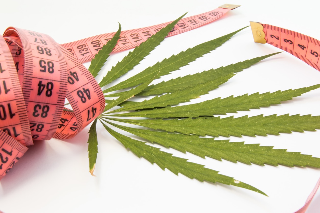 CBD para Adelgazar: Cómo Afecta al Apetito y Peso Corporal?