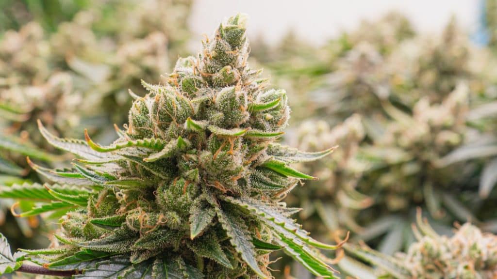 Cultivo de Chocolope en invernadero de calidad premium: cada cogollo refleja un intenso aroma a chocolate y una densidad excepcional, ¡excelencia en cada detalle!