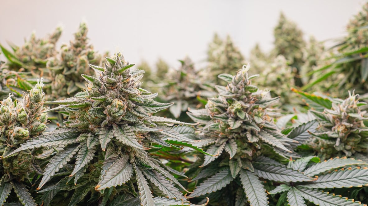 Chocolope: Descubre La Marihuana con Aroma a Chocolate