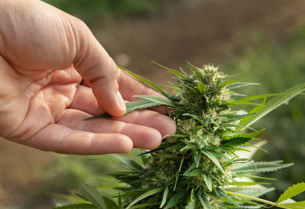 En apariencia, las cepas ricas en CBDV no presentan rasgos diferenciadores con respecto a otras variedades de marihuana o cáñamo.