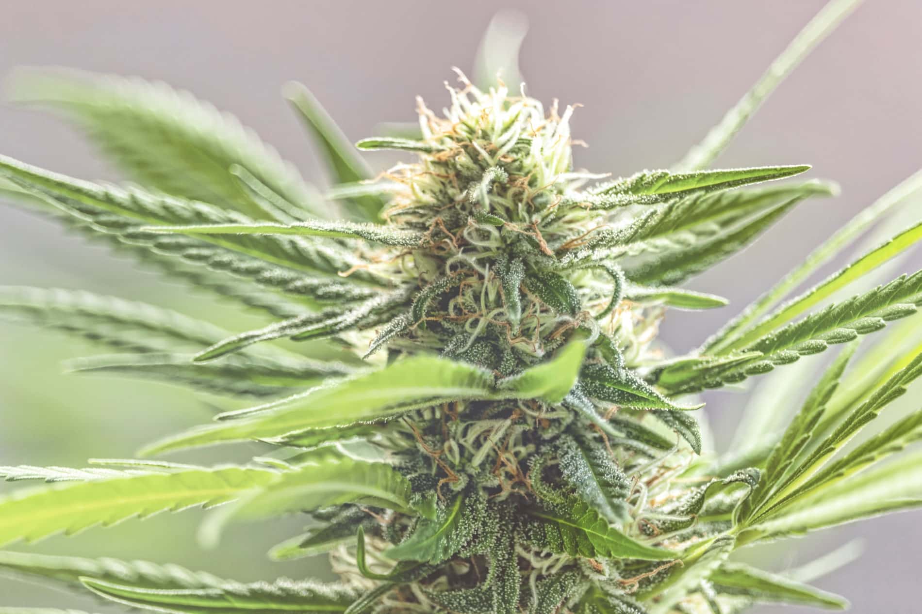 Cómo Cultivar Marihuana Autofloreciente: Guía Paso A Paso