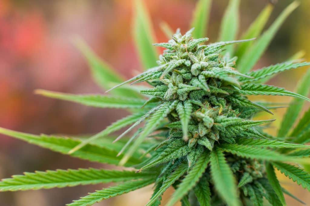Cogollos de marihuana