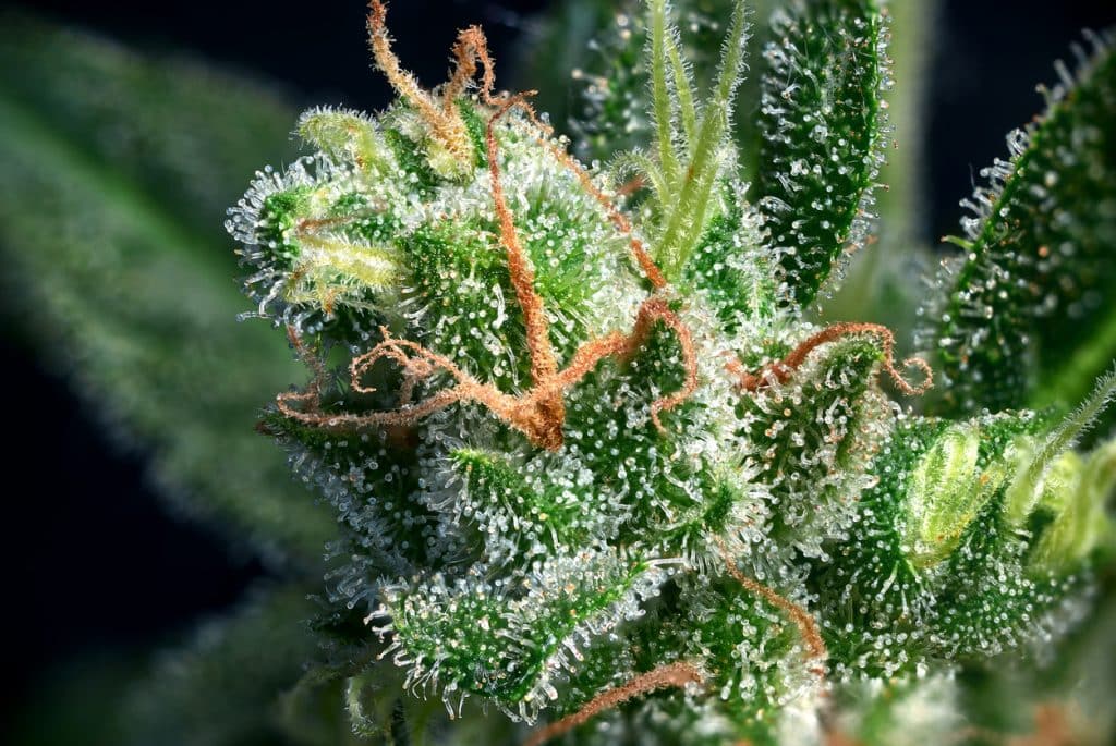 El color de los tricomas en los cogollos indica su grado de maduración: cuando son mayoritariamente lechosos con algunos ámbar, es el momento óptimo para cosechar una autofloreciente con el mejor equilibrio entre potencia y efecto. 