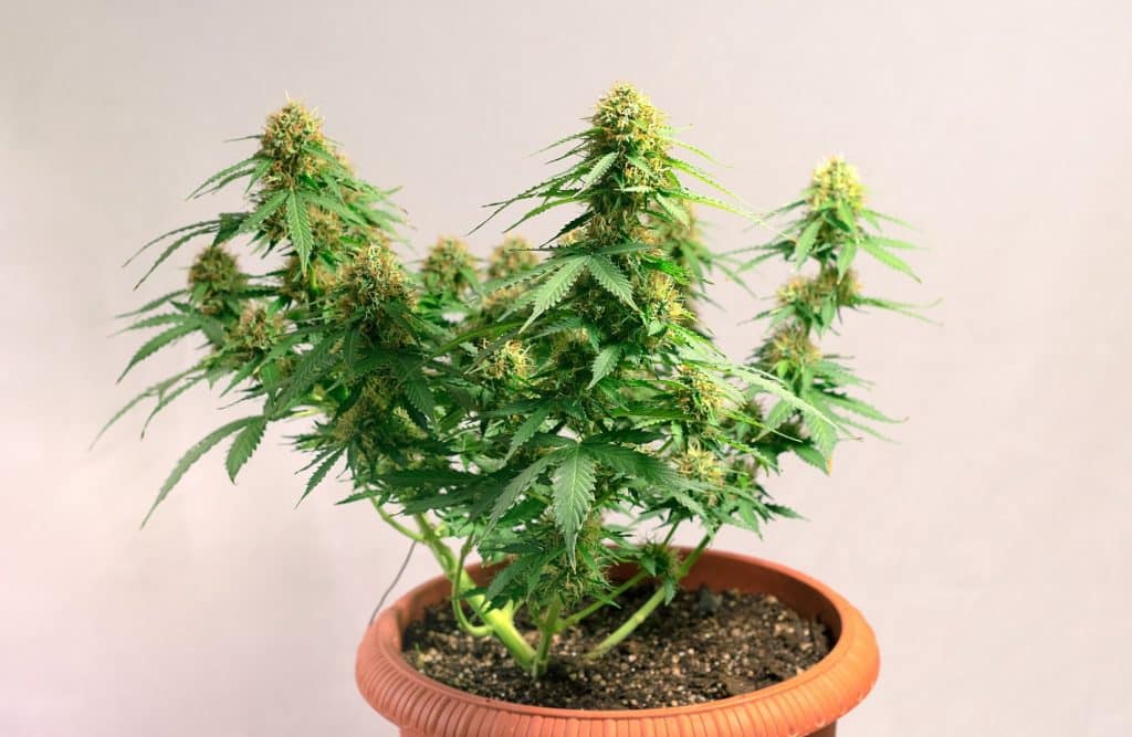 Cultivo Autofloreciente Casa