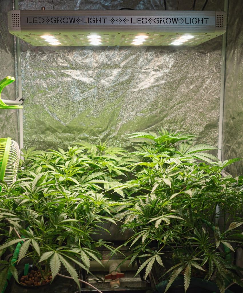 Cultivo Autofloreciente Indoor