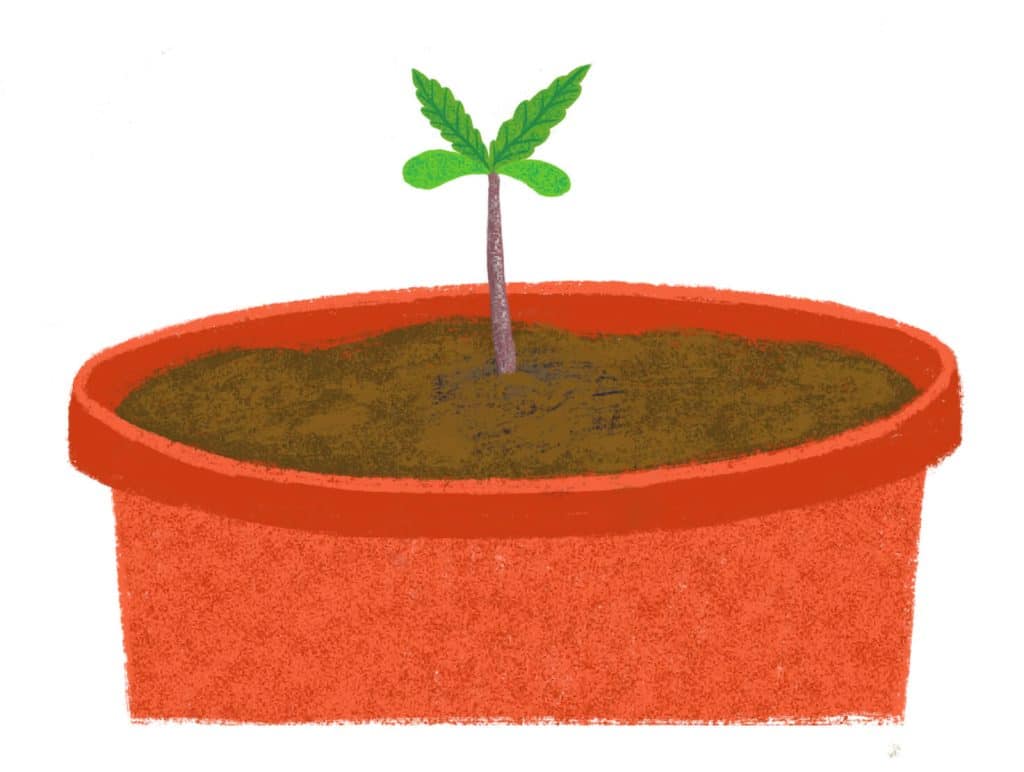 Germinar semillas de marihuana, trasplante
