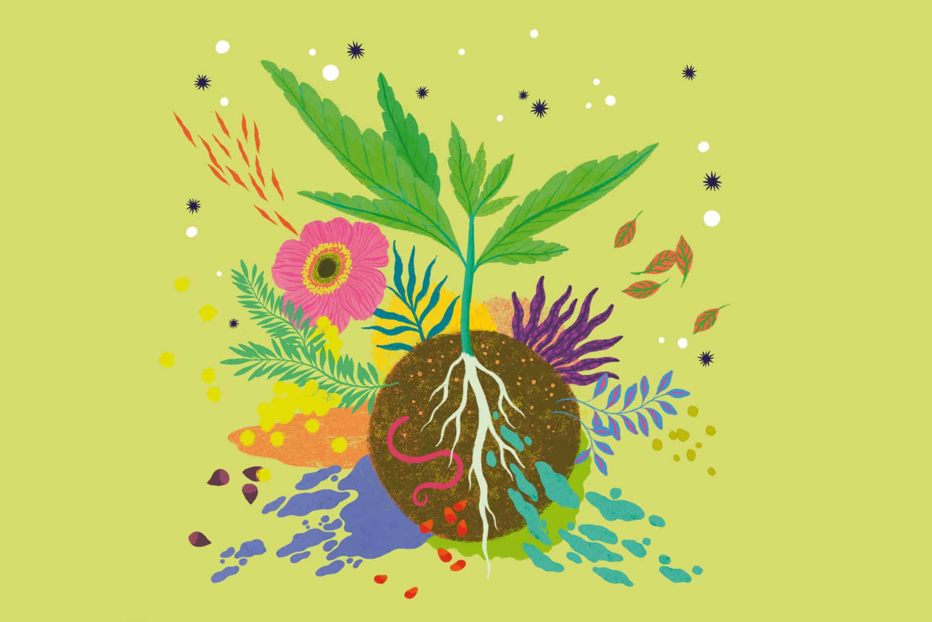 5 Pasos para Germinar una Semilla con Jiffy