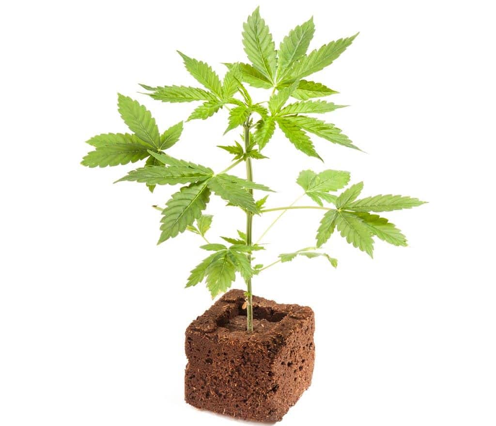 Jiffy Cannabis Autofloreciente