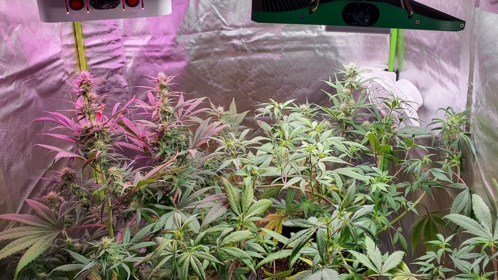 Marihuana Autoflorecientes Cultivo