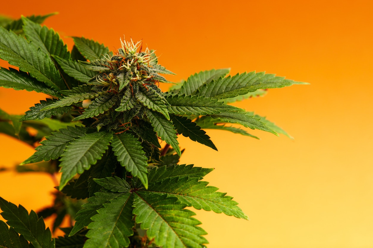 Diferencias entre Cannabinoides y Terpenos