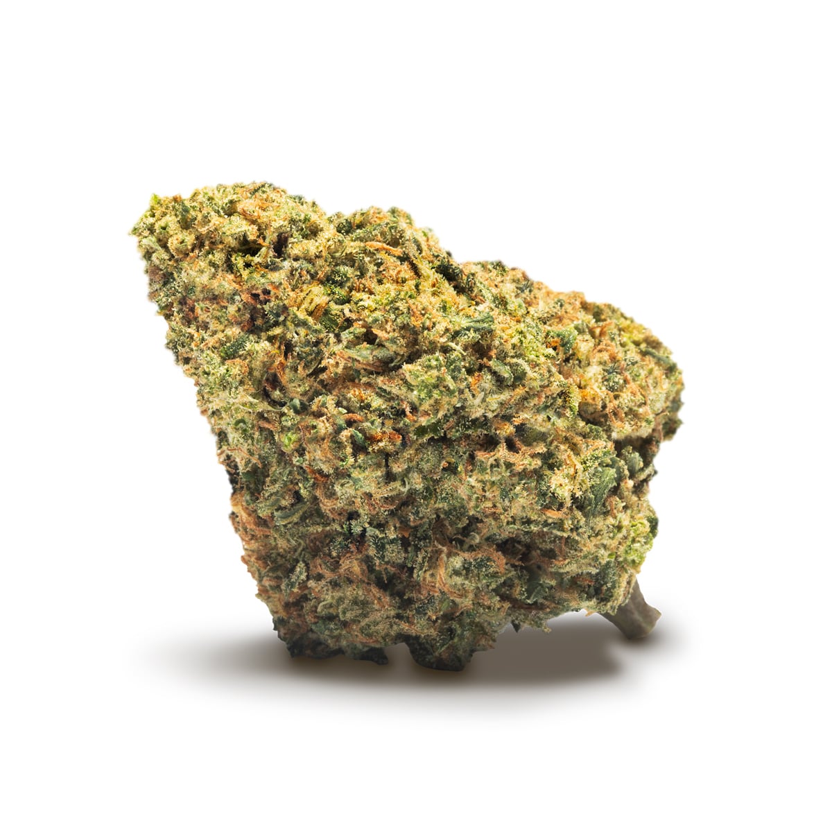 MAPLE | Jack Herer CBD 24% | Flores CBD Greenhouse - Cannactiva