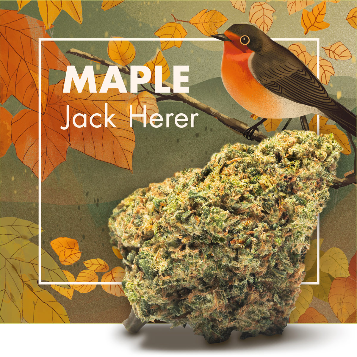 MAPLE | Jack Herer CBD 24% | Flores CBD Greenhouse - Cannactiva