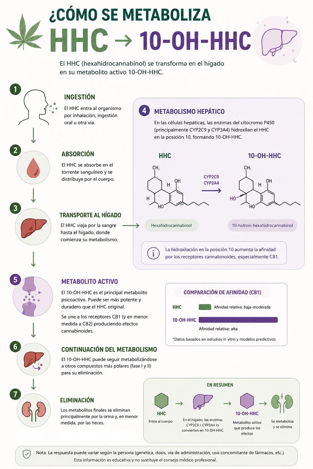 Infographie du métabolisme du HHC : comment le foie le transforme en 10-OH-HHC via les enzymes CYP2C9 et CYP3A4, avec le schéma des 7 étapes (ingestion, absorption, transport, hydroxylation, métabolite actif, phase II et élimination) et comparaison de l'affinité pour les récepteurs CB1