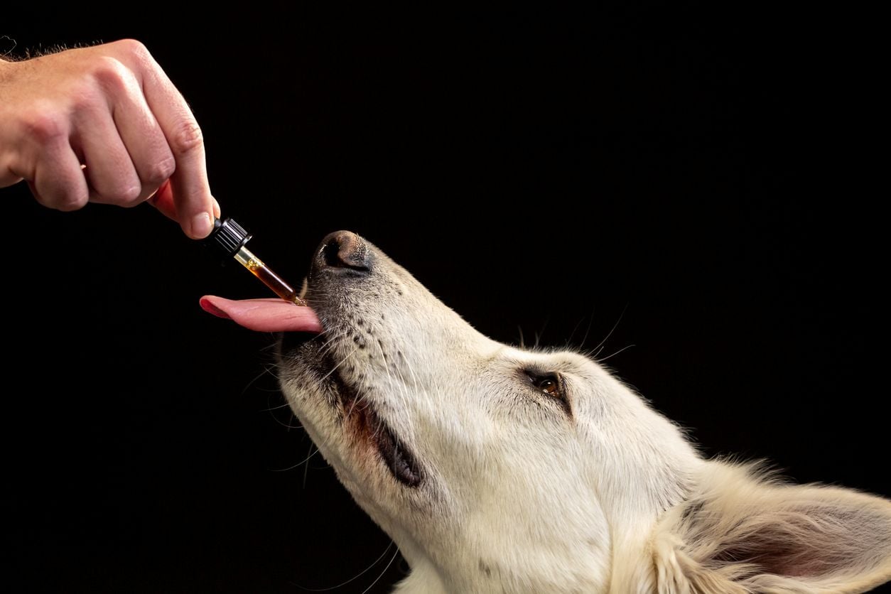 Propriétaire administrant de l’huile de CBD à son chien par voie sublinguale avec un compte-gouttes