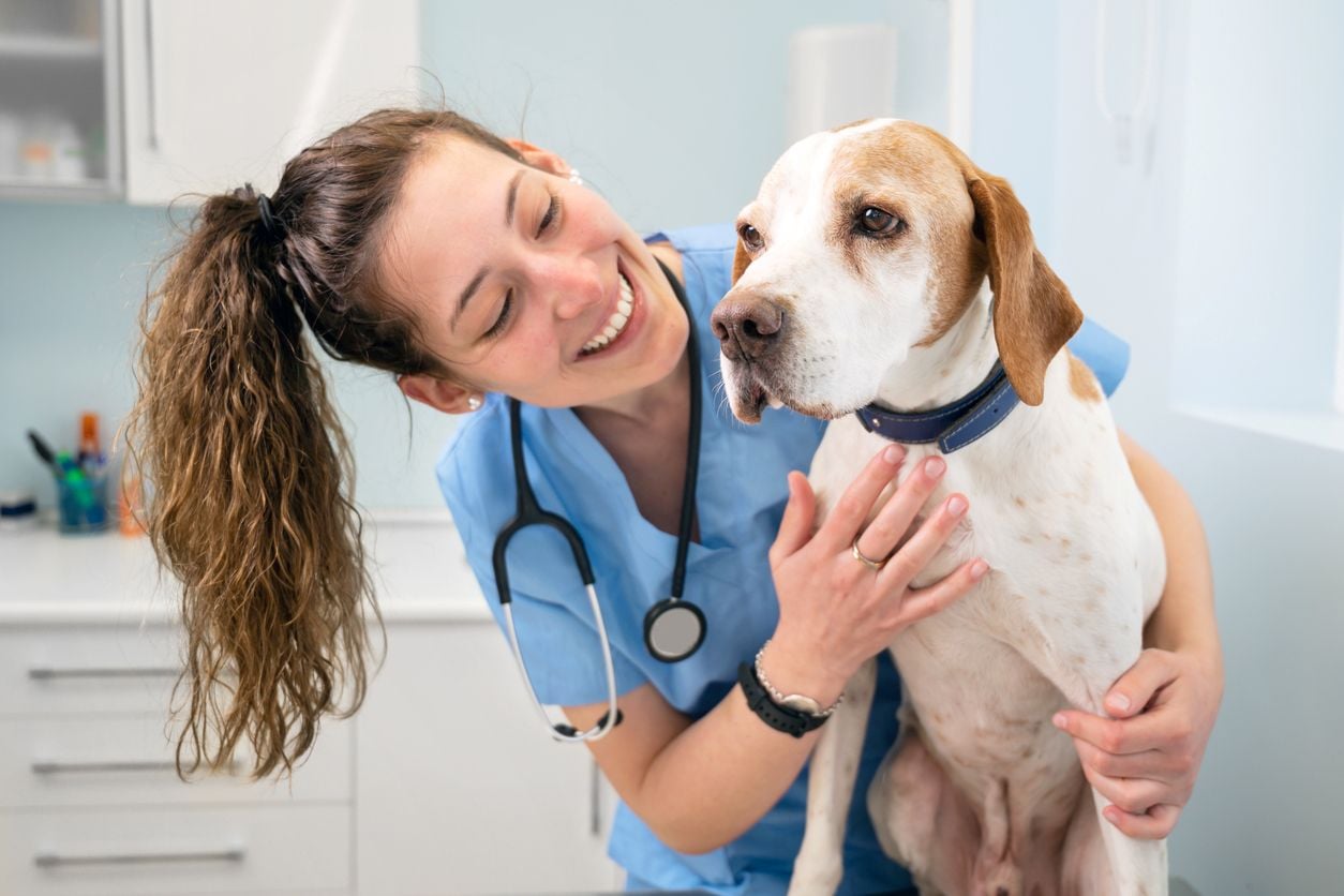Chien en consultation vétérinaire avec une vétérinaire souriante