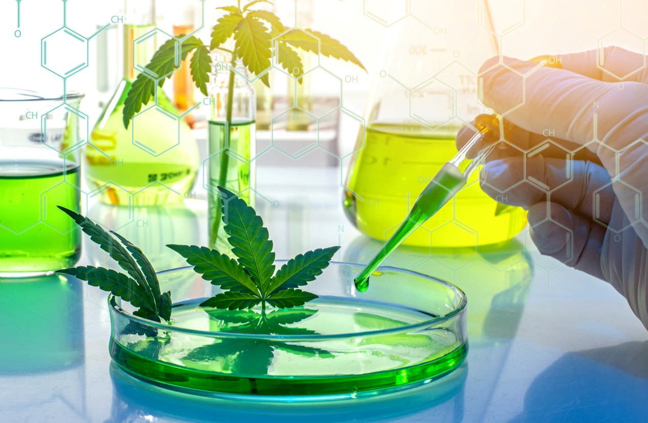 Effet biphasique du CBD : qu’est-ce que c’est et pourquoi il se produit