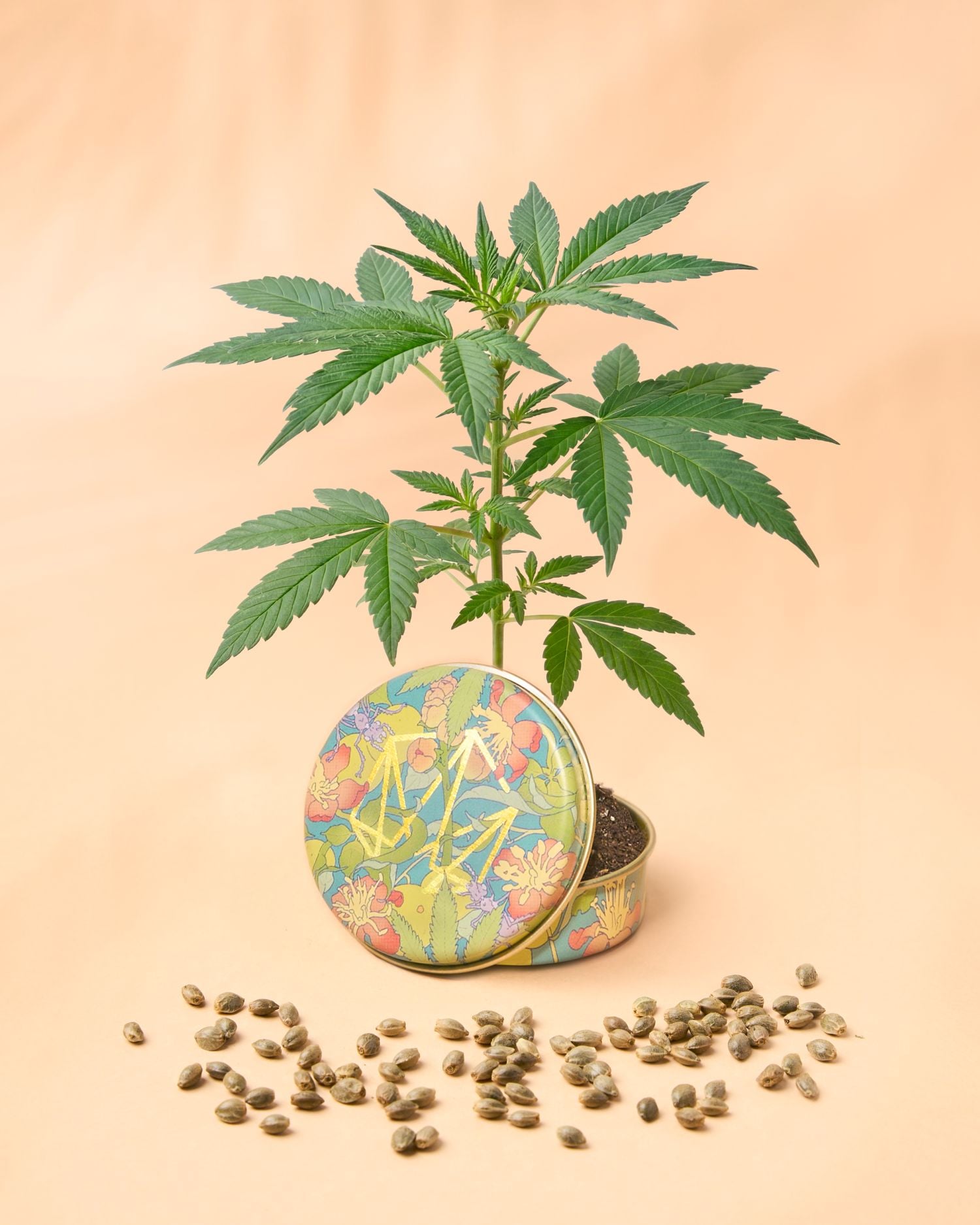 Regalo de primavera: semillas autoflorecientes de cáñamo CBD MARULA (Fruity Bliss) junto a una planta joven, de Cannactiva