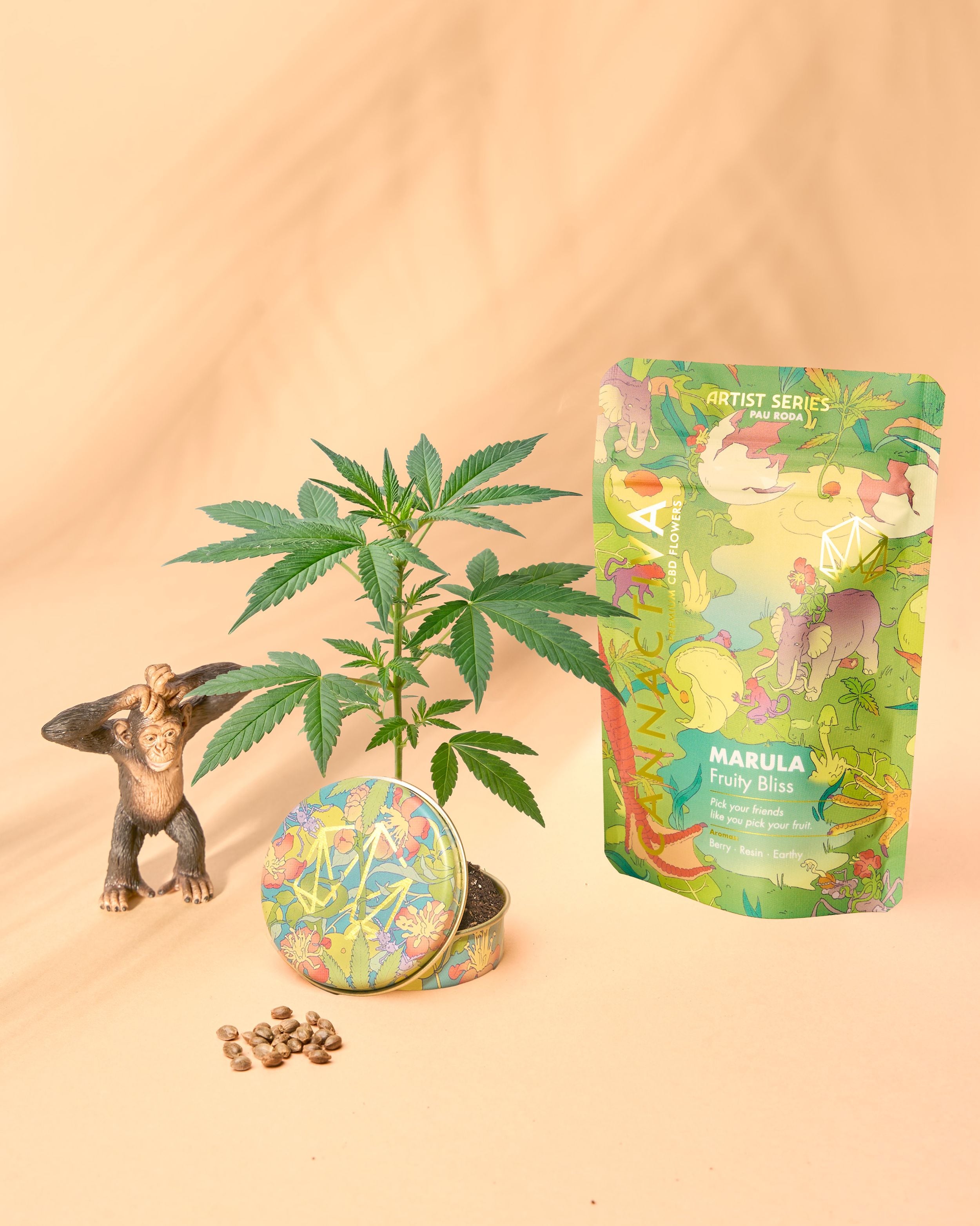Bolsa de MARULA (Fruity Bliss), nueva flor de CBD Artist Series ilustrada por Pau Roda, junto a una planta de cáñamo y semillas