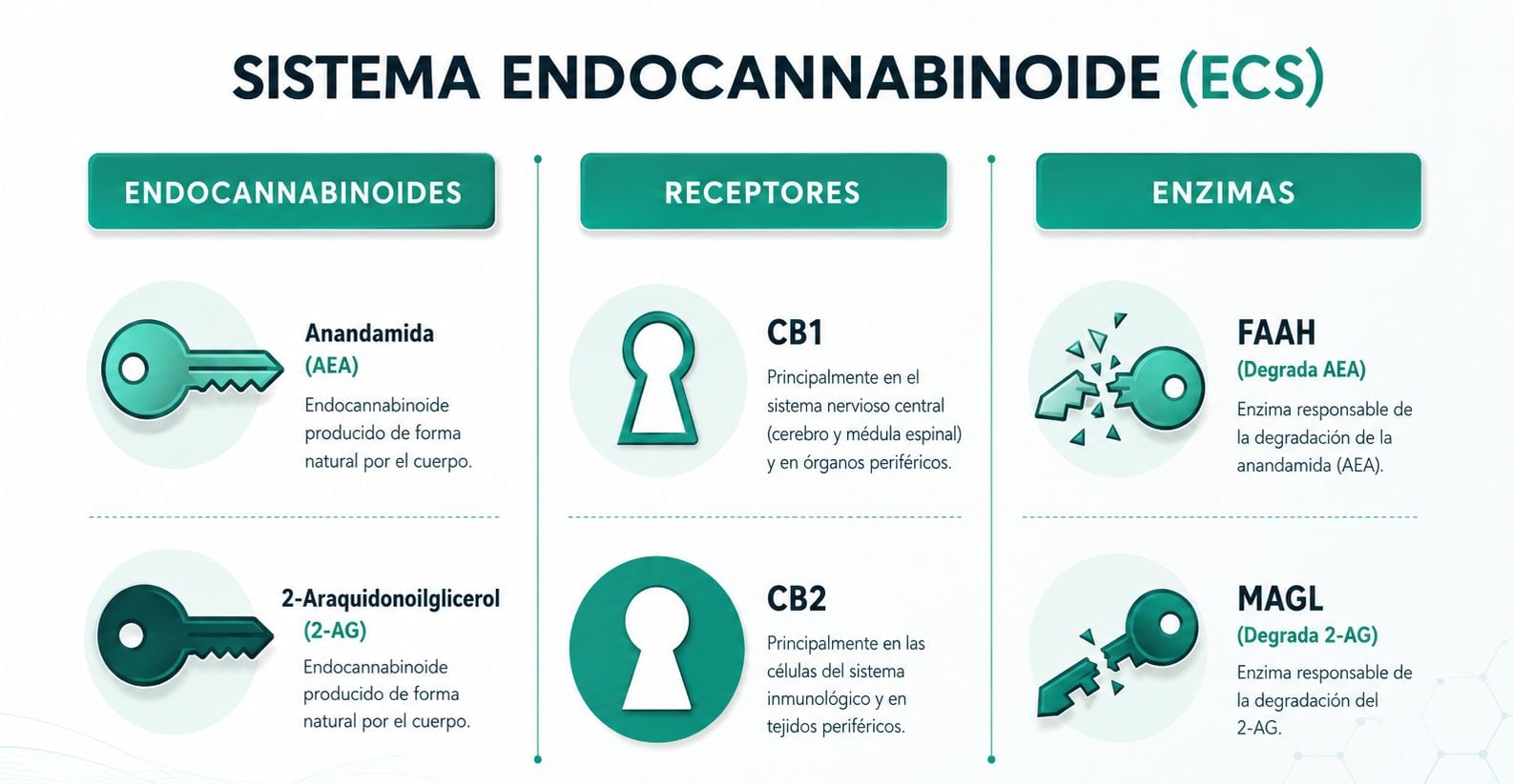 Infographic van de onderdelen van het endocannabinoïde systeem en de endocannabinoïde enzymen